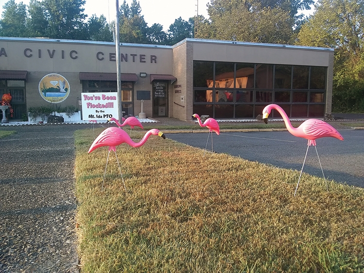 You’ve been FLOCKED! Mount Ida PTO wrangling pink flamingo herd