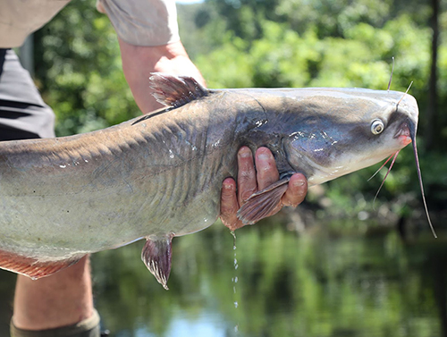 Big catfish donation adds smiles for community anglers across Arkansas